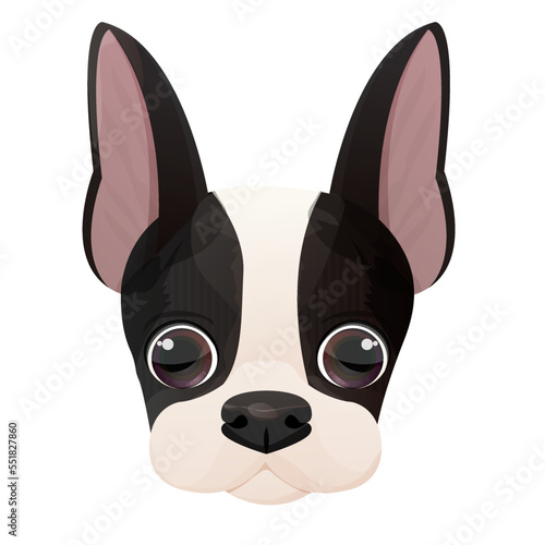 Boston terrier face, puppy head, portrait in cartoon style isolated on white background. Cute dog, print design