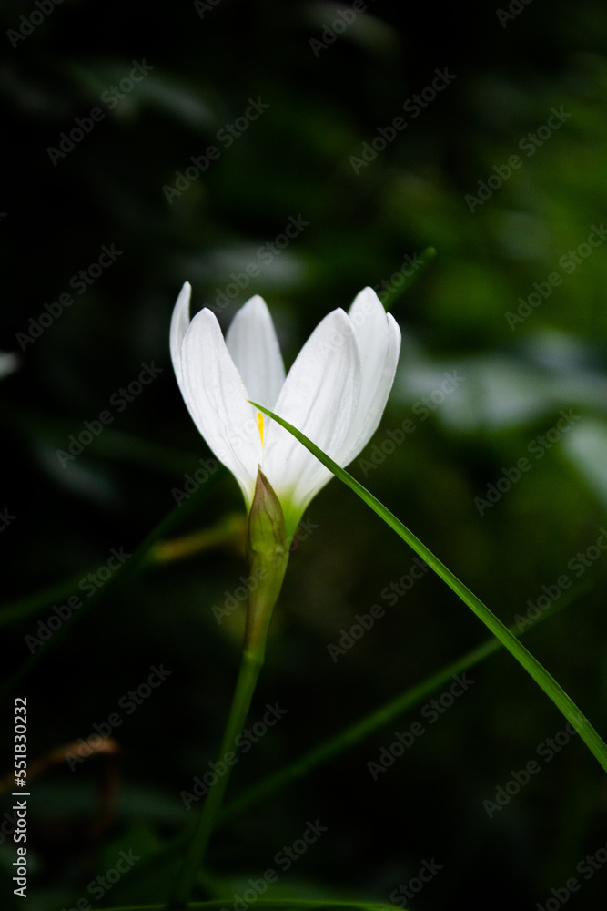 lily White flower with green background lily White flower with green background