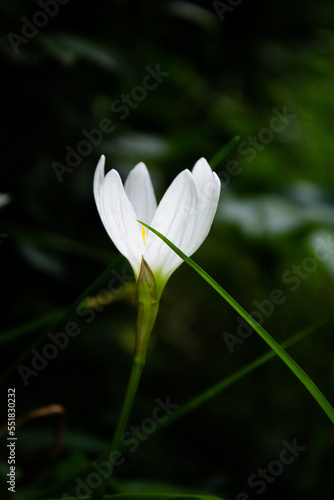 lily White flower with green background