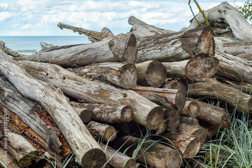 Background with dry sawn tree trunks on the sea coast. Romantic sea view with a bunch of wooden logs. Forgotten dreams and withered plants. Background with dry sawn tree trunks on the sea coast. Romantic sea view with a bunch of wooden logs. Forgotten dreams and withered plants.