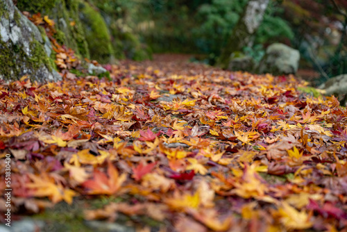 山陰の小京都 秋の津和野で見つけた紅葉の落葉