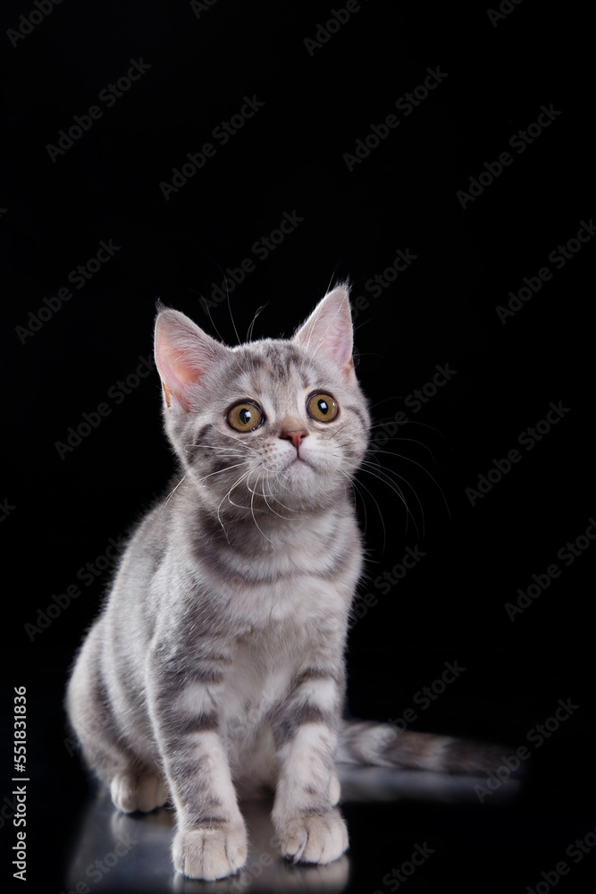 british cat on black background. cat portrait in photo studio