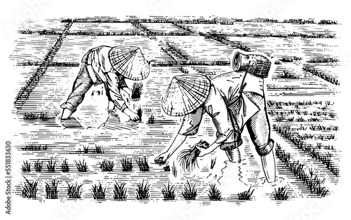 Asian farmers working on Field. Farmer harvesting vector. Hand drawn illustration.	