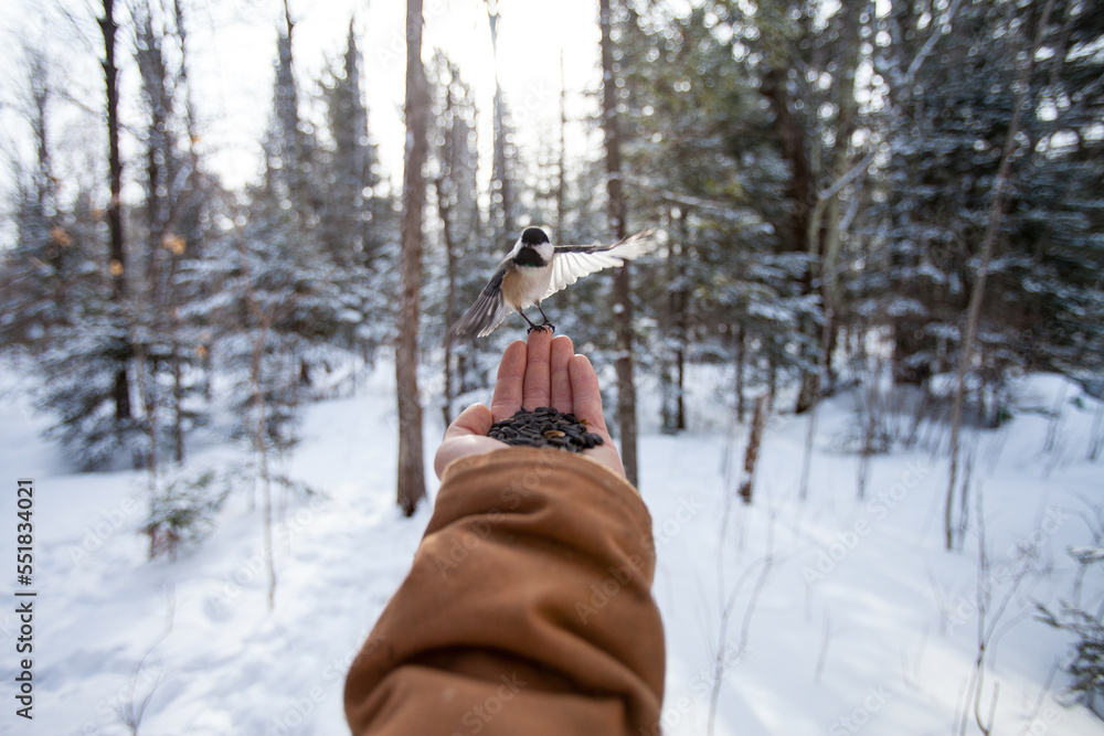 Fototapeta premium Hand feeding a chickadee