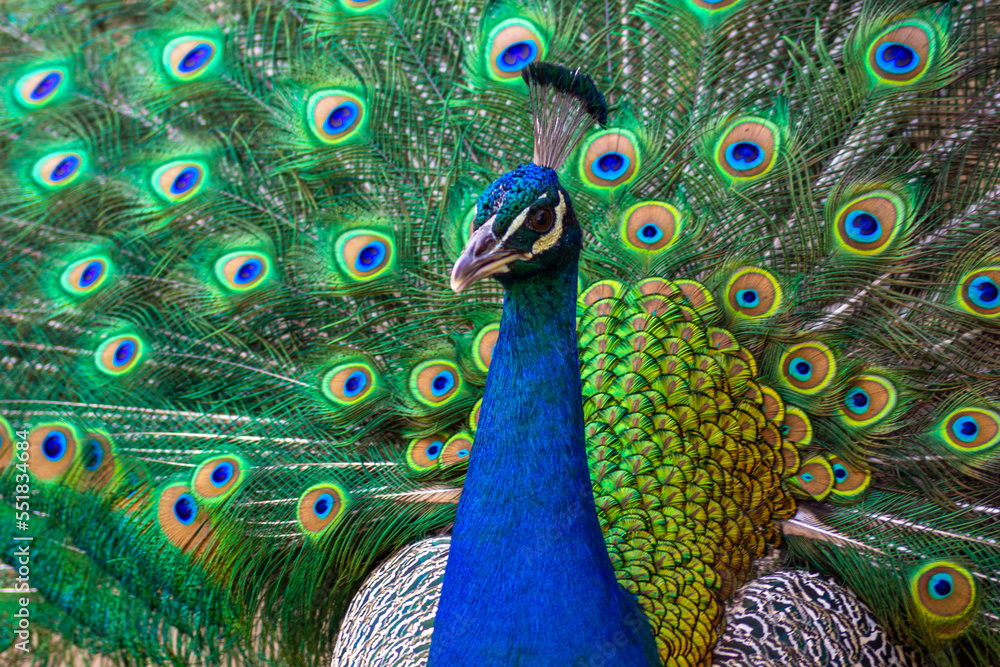 Fototapeta premium peacock with feathers out