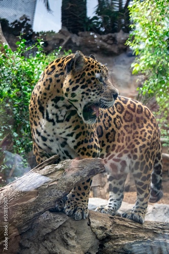 leopard in the Loro park zoo