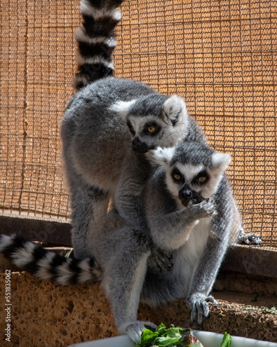 Monkey park lemur