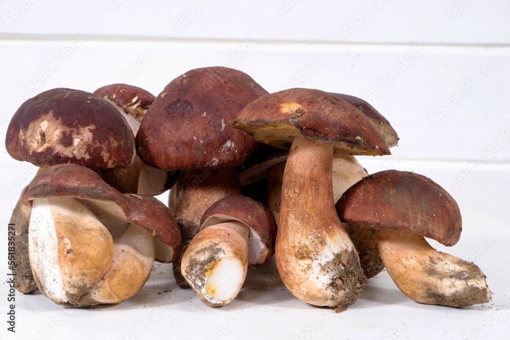Introducing freshly picked whole porcini mushrooms Introducing freshly picked whole porcini mushrooms