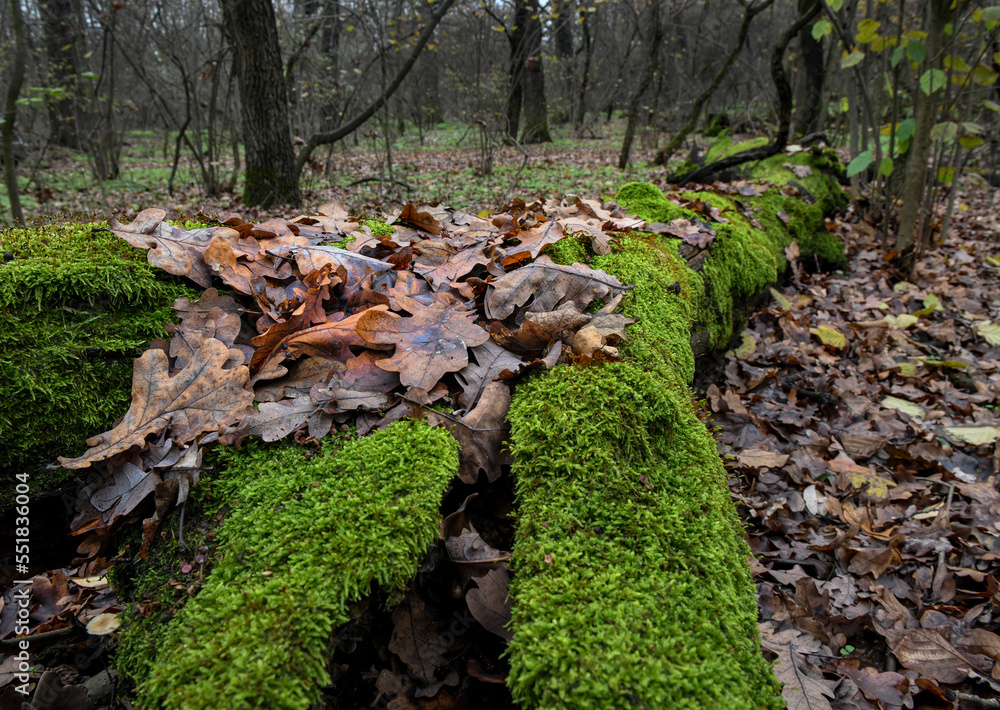 Obraz premium Fallen trees in the woods autumn time