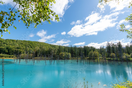 北海道 美瑛 青い池