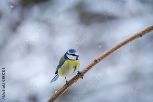 blue tit bird on the branch © jurra8