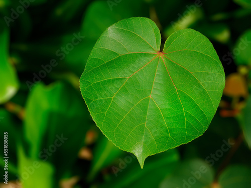 Close up Green Leaves Beauty Natural Round Shape and Form, Nature Background Wallpaper