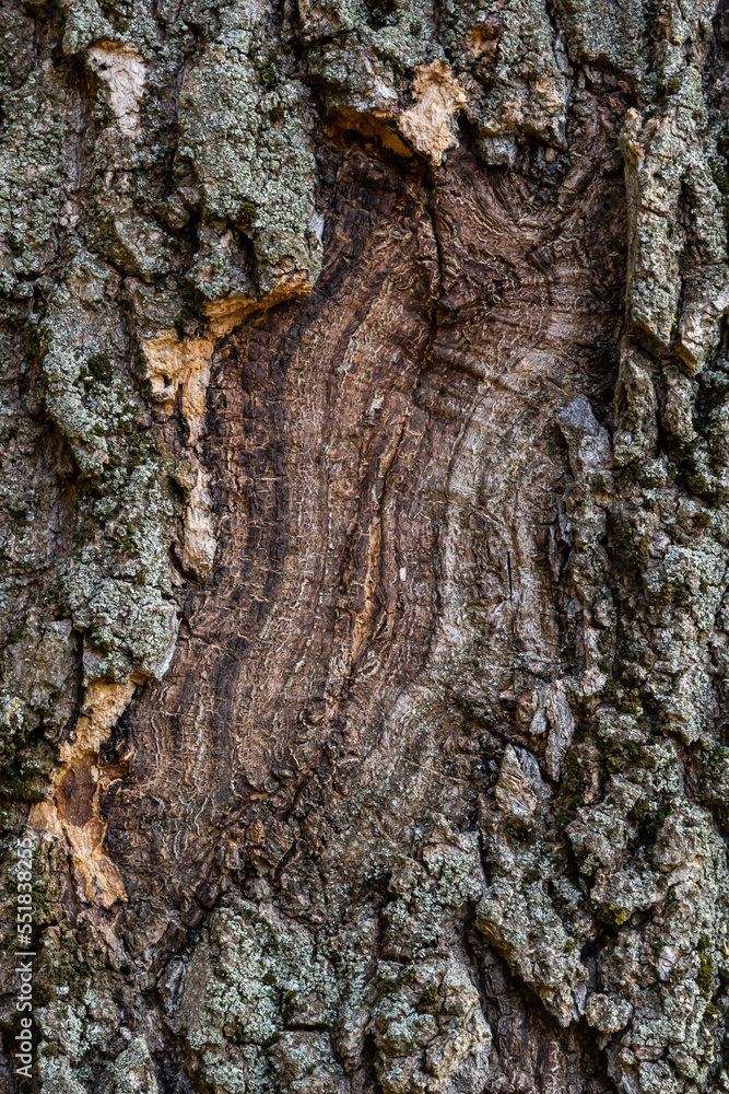 tree bark background. Brown tileable texture of the old tree tree bark background. Brown tileable texture of the old tree