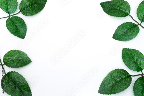  green leaves on white background frame isolated object white background. 