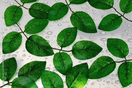  green leaves on white background frame isolated object white background. 