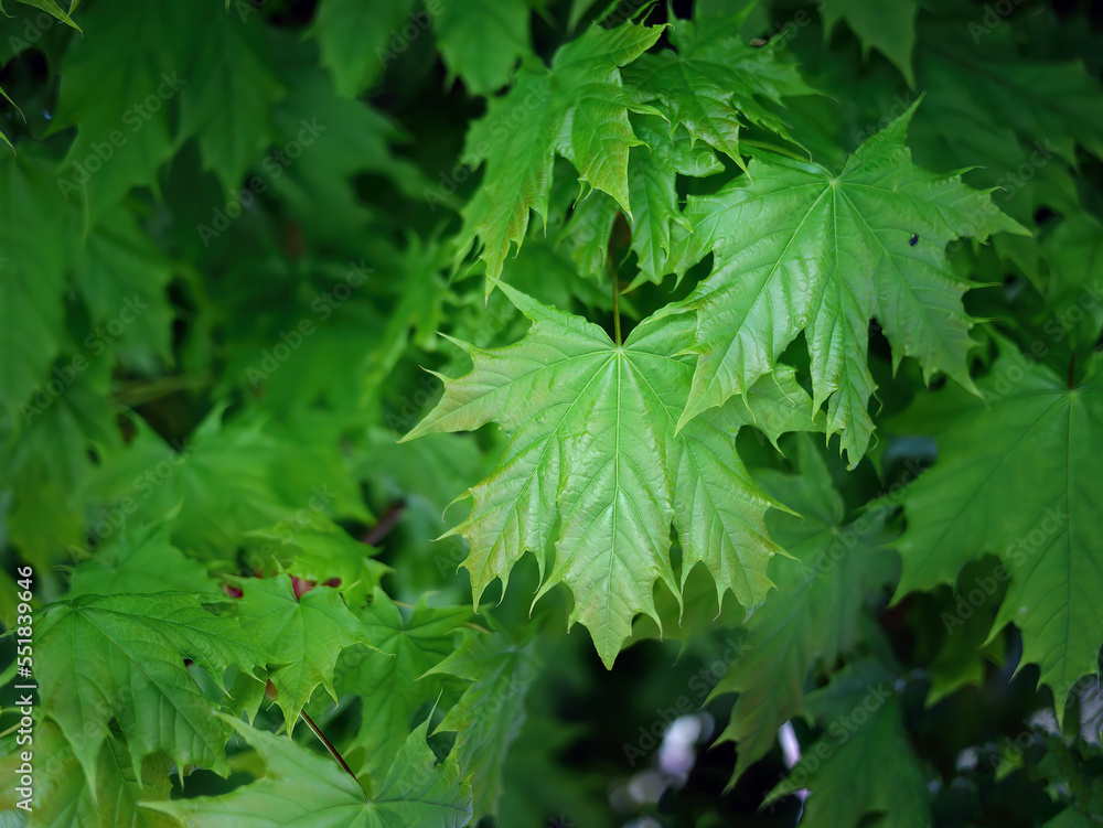 Close up Green Leaves, Selective focus with Blurred Background, Beauty Natural Shape and Form, Nature Wallpaper, Maple Close up Green Leaves, Selective focus with Blurred Background, Beauty Natural Shape and Form, Nature Wallpaper, Maple