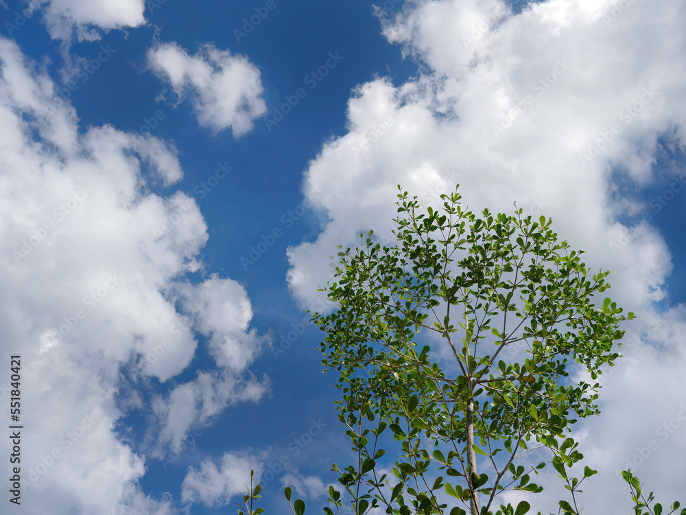 Low angle shot, Upwards view, Look up of Green Leaves and Tree Branches against clear bright Blue sky with Copy space Low angle shot, Upwards view, Look up of Green Leaves and Tree Branches against clear bright Blue sky with Copy space