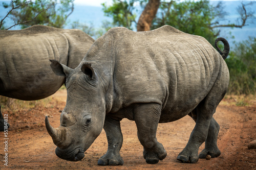 White Rhino View