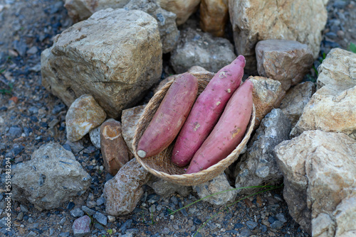 Fresh sweet potato in basket prepare for bake with charcoal and stone. Autumn camping ingredient and food concept. photo