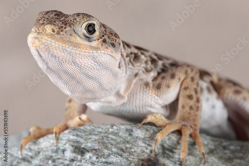 A Long-nosed Leopard Lizard resting on a rock
 photo