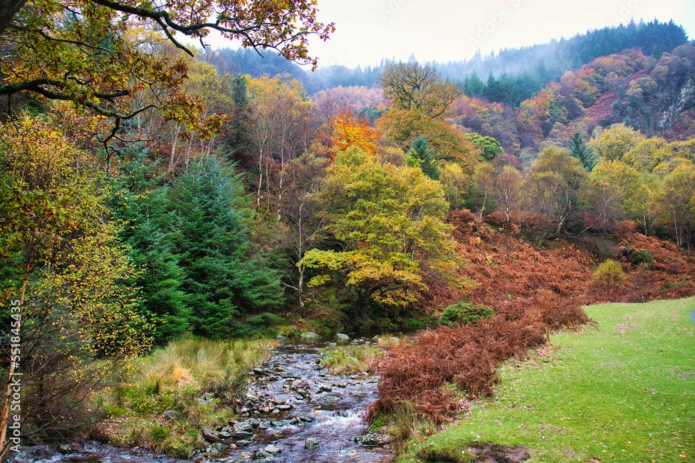 Ireland Forest Stream Ireland Forest Stream