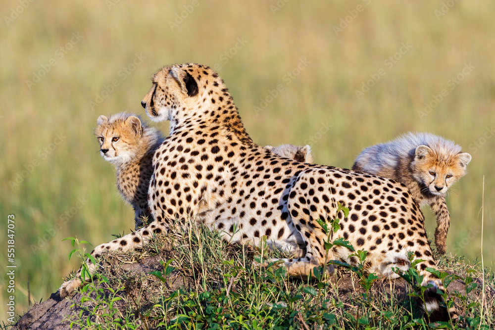 Cheetah who lies and rests with her cubs Cheetah who lies and rests with her cubs