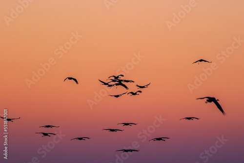 Flock of Cranes flying in the morning light