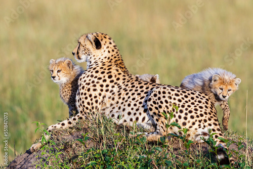 Cheetah who lies and rests with her cubs