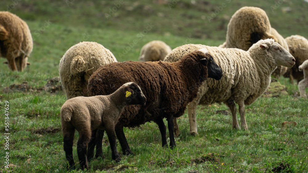 sheep graze in a green meadow. sheep in the pasture. a flock of sheep sheep graze in a green meadow. sheep in the pasture. a flock of sheep
