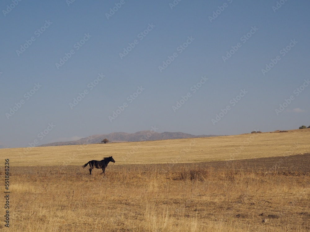 A horse runs in mountains of the Western Tien Shan, Kazakhstan