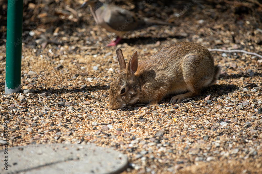 An eastern cottontail rabbit enjoying the bounty of an overflowing birdfeeder. An eastern cottontail rabbit enjoying the bounty of an overflowing birdfeeder.