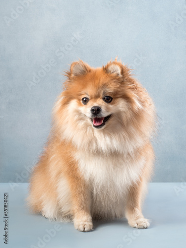 Portrait of a dog on blue background © Daria