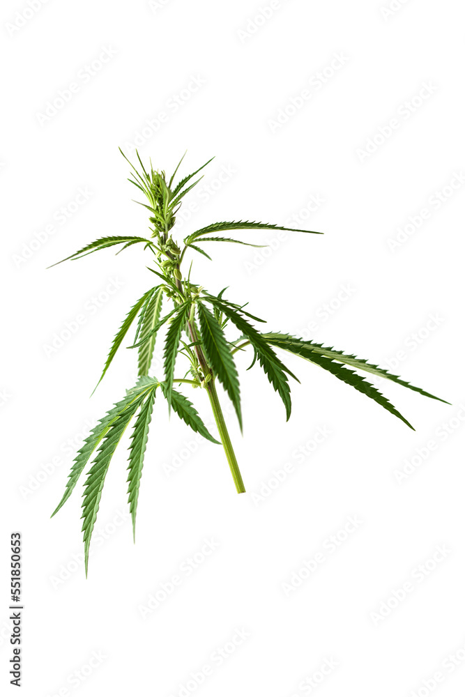 Naklejka premium Hemp leaf collage isolated on a white background. Cannabis plant
