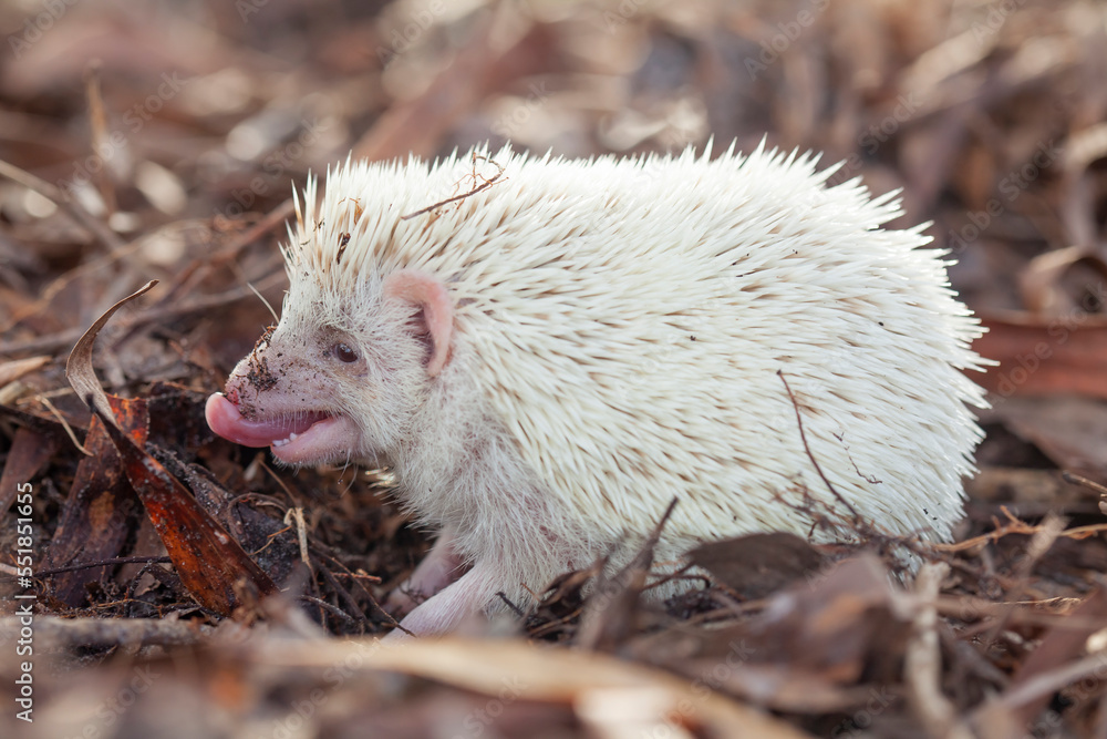 Obraz premium Milk hedgehog or mini hedgehog