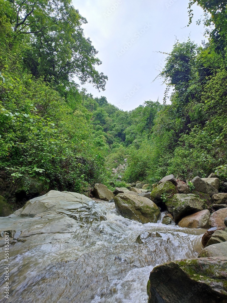 river in the forest