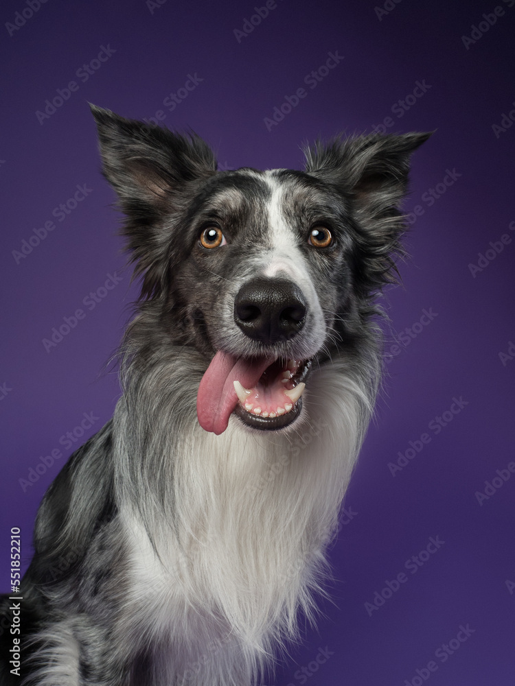 Portrait of a marble border collie on a violet background