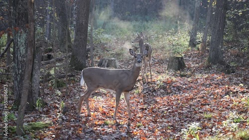 White-tailed doe (Odocoileus virginianus) in the forest during autumn snorting, blowing and stomping to signal danger. 
 photo