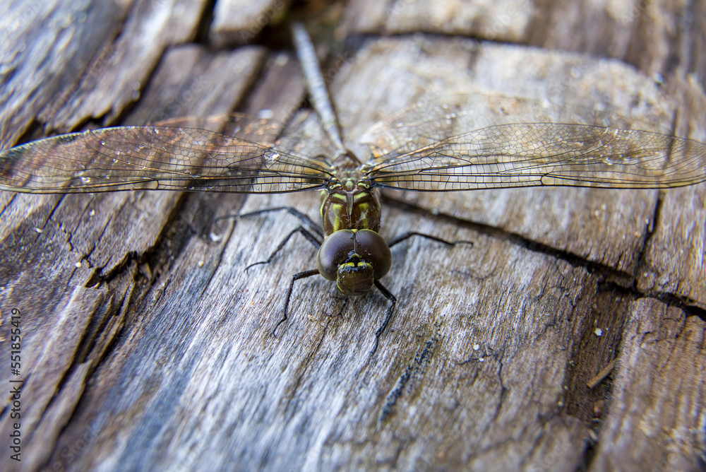 A dragonfly (shadow darner) sunning itself on a felled tree trunk to dry off some moisture. A dragonfly (shadow darner) sunning itself on a felled tree trunk to dry off some moisture.