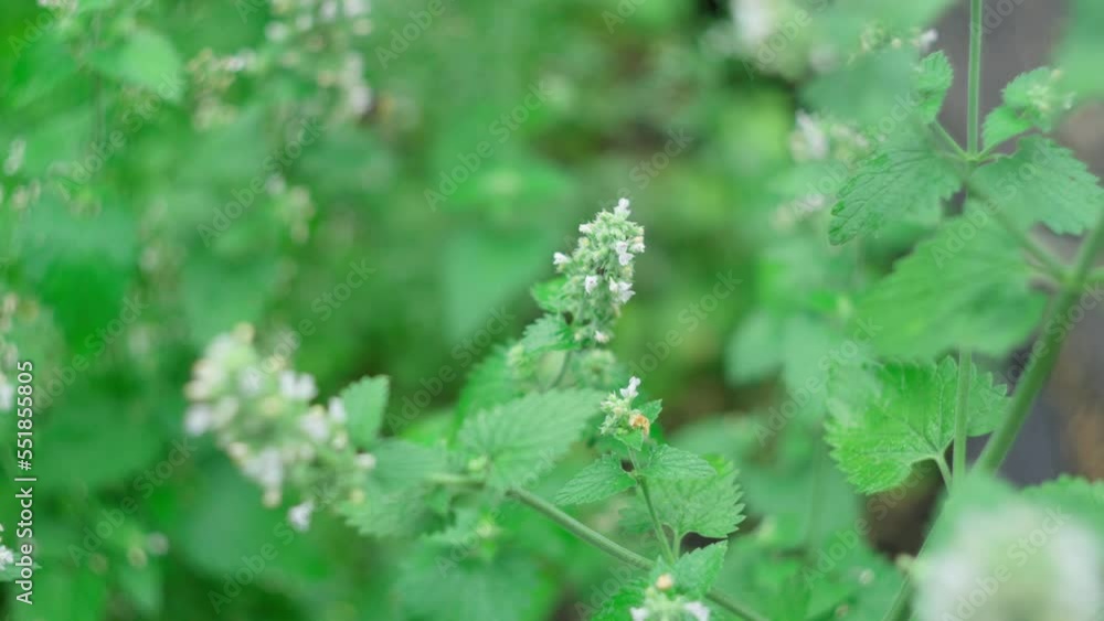 Field mint Mentha Canadensis are blooming with fresh green leaves on the annual plants in herbal garden Field mint Mentha Canadensis are blooming with fresh green leaves on the annual plants in herbal garden