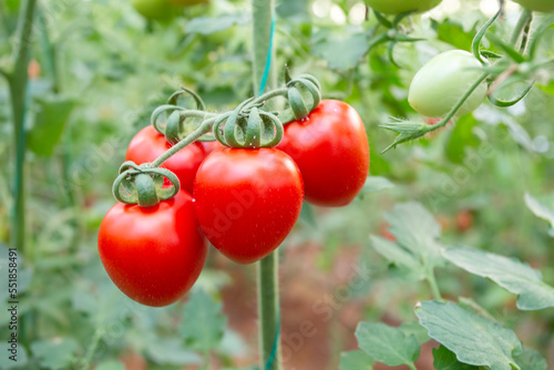 Organic fresh tomatoes on the branch  tomato field