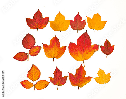 collection of colorful autumn leaves on white background. top view. flat lay.