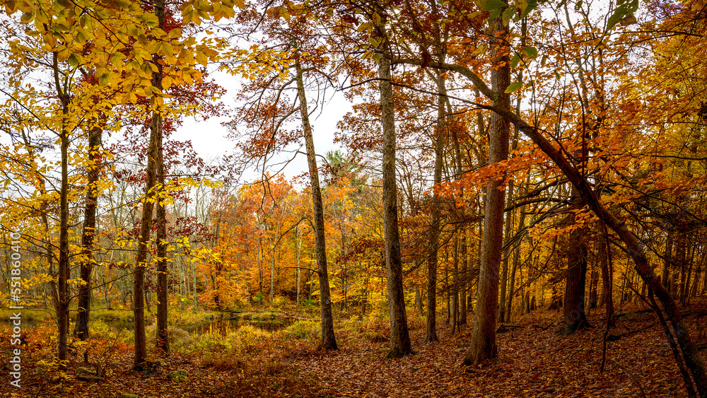 Fototapeta premium Autumn in the Forest at Stokes State Forest New Jersey