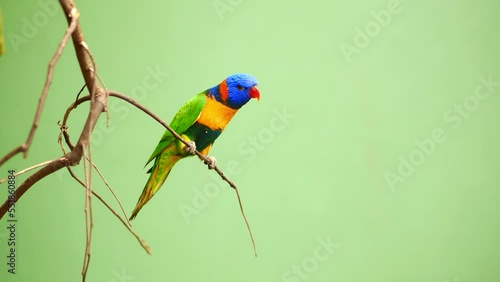 Colorful Macaw Bird against green background  photo