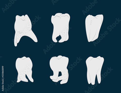 Diversity of molar teeth roots shapes.