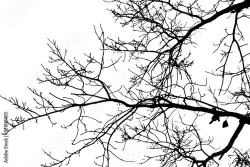 Tree branch silhouette on transparent background