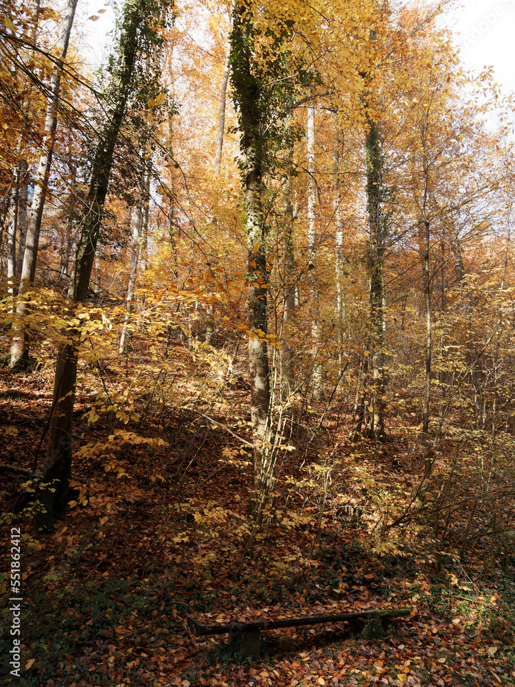Obraz premium Autumn colors in the heart of a dense forest in Margrave's Land (Markgräflerland) at the foot of the Black Forest in Germany