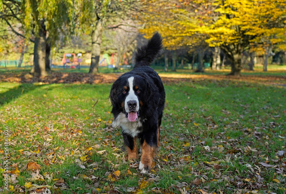 Bernese Mountain Dog walking in the park, coming towards camera 