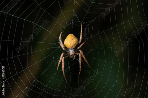 Yellow spider on web net © PixieMe