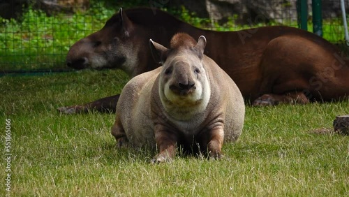 two lowland tapir  lies on green grass and raises his nose photo