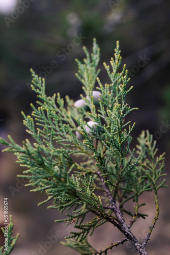 Blue cones of wild juniper in macro. Cone-berries close-up. Green coniferous forest in the mountains. Forest on the background in bokeh.